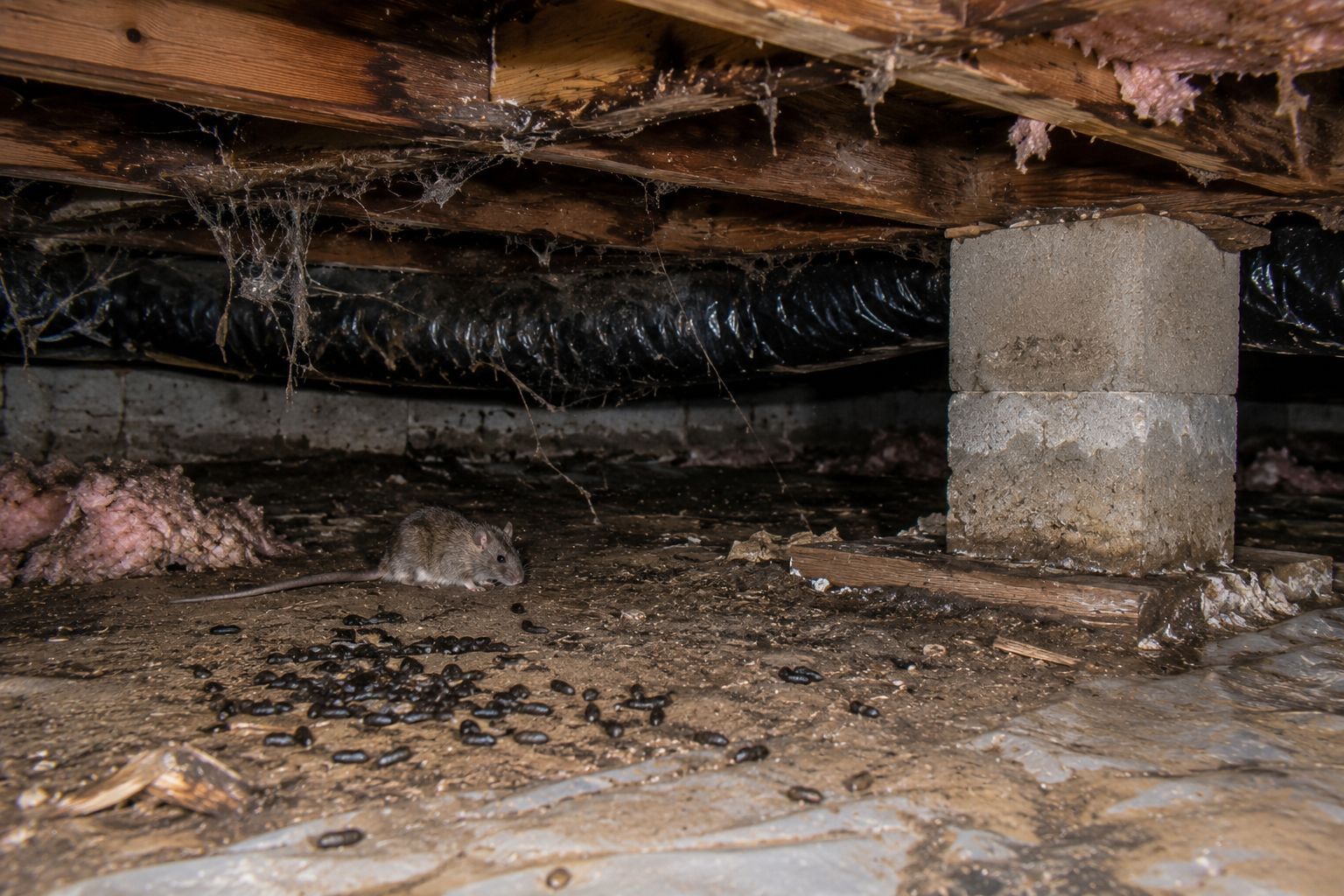 Rodent infestation in a damp crawl space with droppings and moisture creating conditions for pests and unpleasant odors.